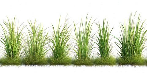 A dense border of vivid green grass stretches across the landscape, inviting nature enthusiasts to explore and appreciate the beauty of the outdoors. This vibrant scenery showcases healthy growth 