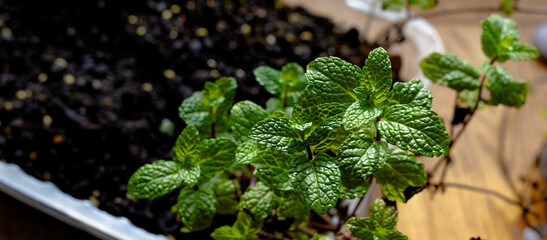 fresh green mint leaves growing in soil under natural light, close up view of herb garden plant....