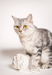 beautiful, gray british cat on a white background with a ball of thread