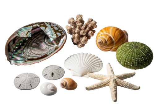 Macro photography of a fractured iridescent abalone shell, coral, conch, sea urchin, scallop, and starfish on a clean transparent background, showcasing intricate natural marine beauty concept.