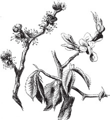 Flowers and Seed-Vessel of Wych Elm. Hand Drawn Natural Tree Branch.