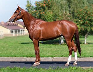 Horse. A thoroughbred horse of the Oryol Trotter breed. Harness racing. Trotting horse race. Side view. In full growth