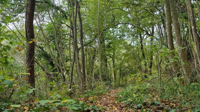 Static video of lush green forest with dense trees and sunlight filtering through leaves, peaceful nature background for relaxation, meditation, documentary, ecology and cinematic outdoor projects