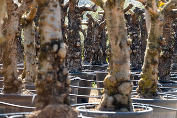 Rows of ancient olive trees in large pots awaiting transplantation in a nursery