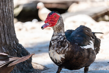 Muscovy duck in natural habitat with distinctive red face and brown plumage