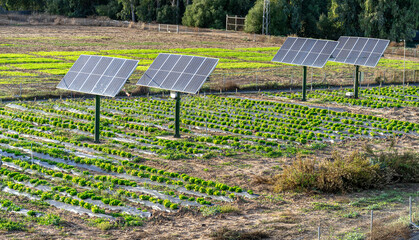 Agrivoltaic or agrophotovoltaic field with solar panels above organic sustainable crop farming.