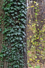 autumn nature background, tree, ivy, colorful leaves, fall season, close-up, natural texture, foliage, woodland atmosphere, soft light, outdoor scenery
