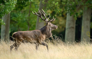 Deer male buck ( Cervus elaphus ) during rut