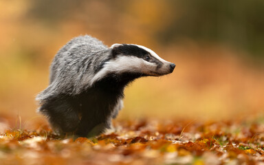 Badger close up ( Meles meles ) © Piotr Krzeslak