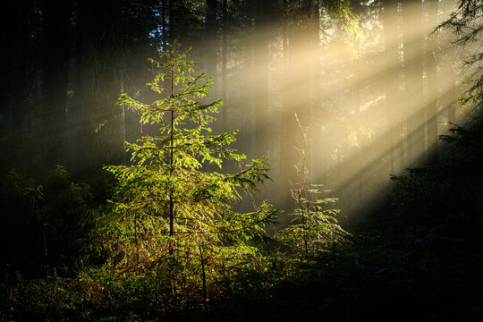 Fototapeta Beautiful sunny morning in green forest