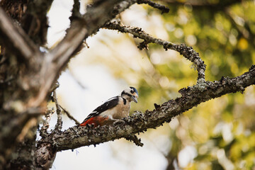 great spotted woodpecker