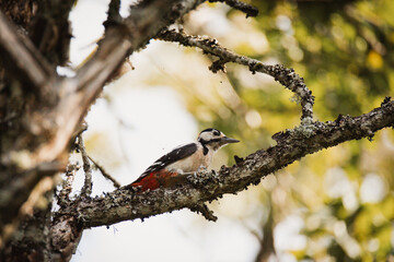 great spotted woodpecker
