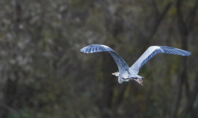  Grey heron in flight over the water   