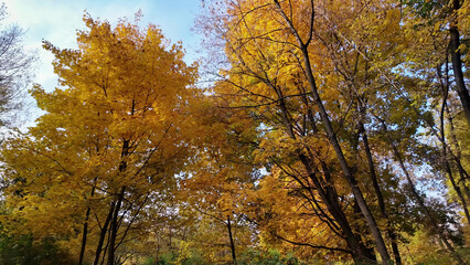 Sunlight gently bathes golden autumn trees, creating a bright and serene forest scene.