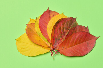 Red and yellow leaves on a green background, top view
