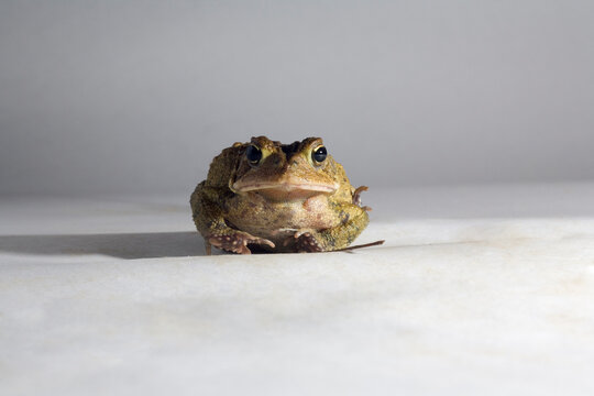 Fowler's Toad individual, Moncure, NC, March 11, 2009.  Placed on backdrop in outdoor environment.