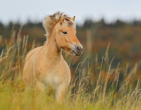 Norwegian Fjord Horse (Equus ferus caballus) adult close-up on meadow with colorful autumn leaves in background, Hesse, Germany