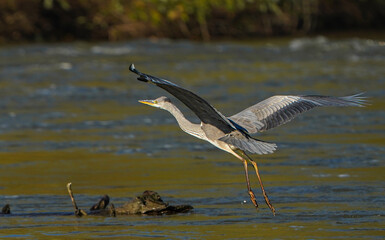  Grey heron in flight over the water   