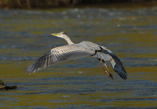  Grey heron in flight over the water   