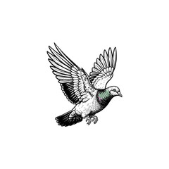 Pigeon Engraving Illustration, drawn in an engraved, woodcut style with fine details sketch engraving vector illustration. Scratchboard imitation. Black and white image. flat vector