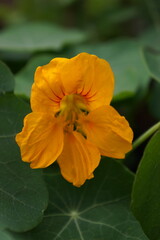 Vibrant yellow nasturtium flower close-up