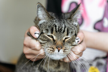 Close-up of a tabby cat being gently held by hands with stylish manicure.