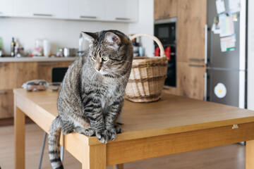 Tabby cat sitting on a wooden table in a cozy home kitchen interior.