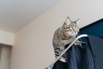 Tabby cat with green eyes crouching on clothes dryer, looking attentively forward, like a hunter