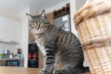 Tabby cat sitting on a wooden table in a cozy home kitchen interior.