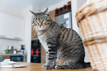 Tabby cat sitting on a wooden table in a cozy home kitchen interior.