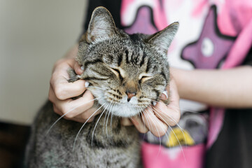 Close-up of a tabby cat being gently held by hands with stylish manicure.