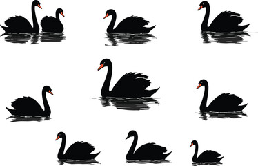 Elegant black swan illustration set, graceful water birds on white background, swimming reflections, wildlife art design, nature beauty vector collection