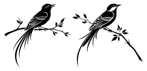 Two elegant longtailed birds perched on branches, a captivating black and white vector illustration