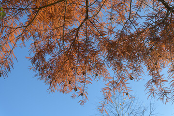 autumn bald cypress (Taxodium distichum) on a blue sky in the garden park