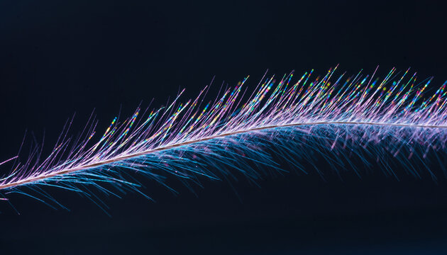Delicate Feather Close Up Iridescent Colors on Dark Background Abstract Beauty