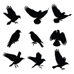 Fototapeta premium Collection of black bird silhouettes in various flying and perched poses