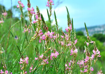 In the meadow among the herbs blooms sainfoin (onobrychis).