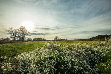 Bobrowy Szlak w Wielkopolsce