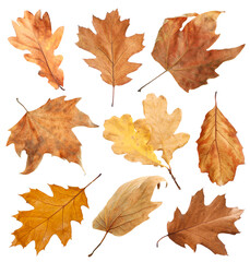 Brown leaves isolated on white, set. Autumn season