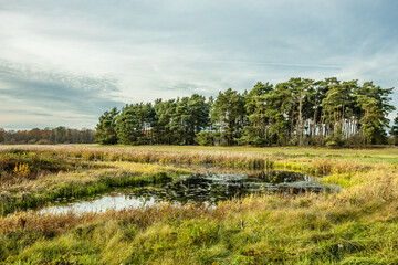Rozlewisko Warty na Bobrowym szlaku w Wielkopolsce