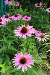 Obraz premium Bloom in nature echinacea purpurea