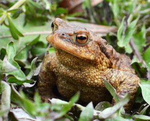 Common toad frog (Bufo bufo) in the wild