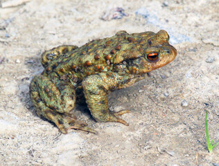 Common toad frog (Bufo bufo) in the wild