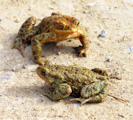 Common toad frog (Bufo bufo) in the wild
