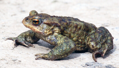 Common toad frog (Bufo bufo) in the wild