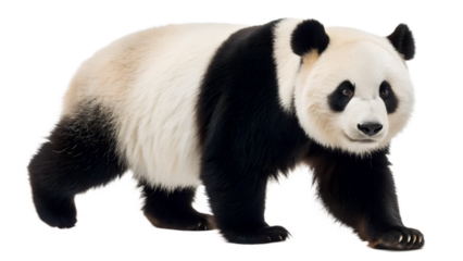 Cute endangered baby giant panda cub mammal isolated on white background eating bamboo in China