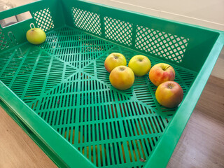 Freshly picked apples resting in a bright green plastic crate waiting to be sorted and enjoyed this harvest season