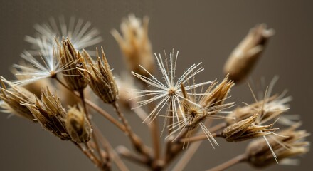 Macro close-up of delicate dried seed heads with white feathery pappus. Autumnal botanical details of withered plant against soft brown background
