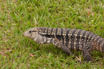 lizard on the grass