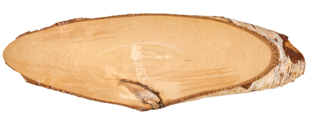 An oval cross-section of a birch log with bark and visible annual rings on a white background.